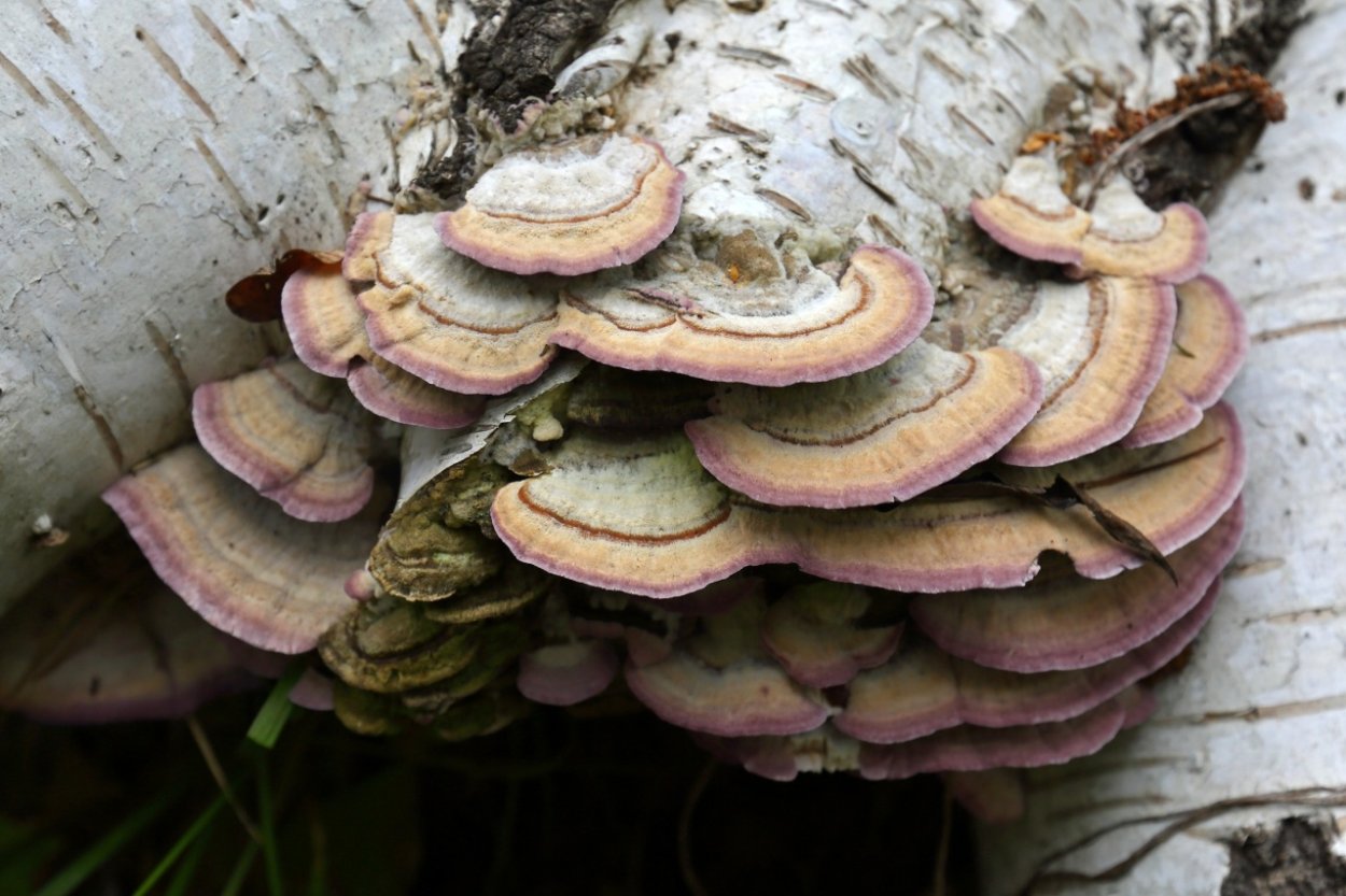 Трихаптум двоякий гриб