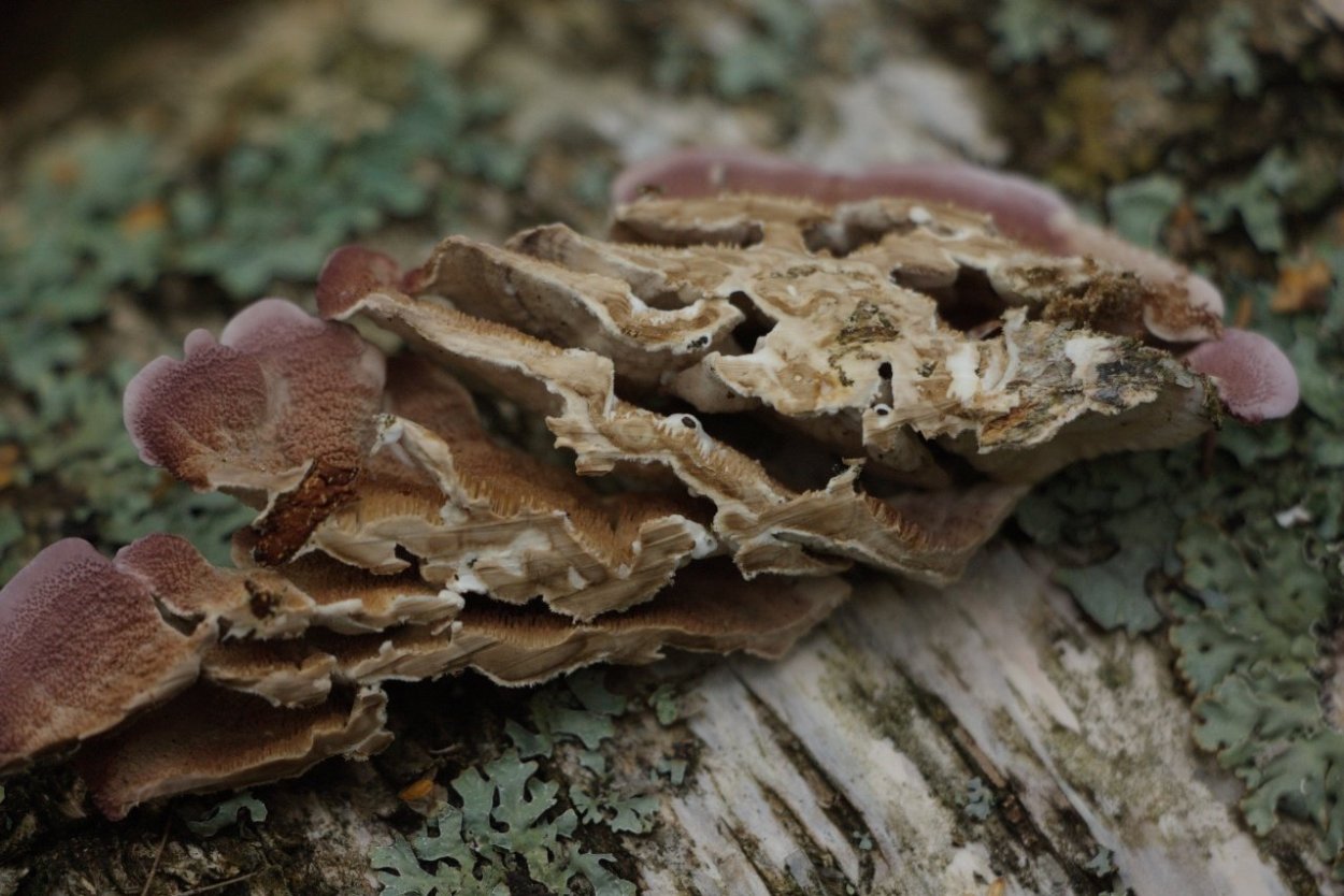 Трихаптум двоякий фото