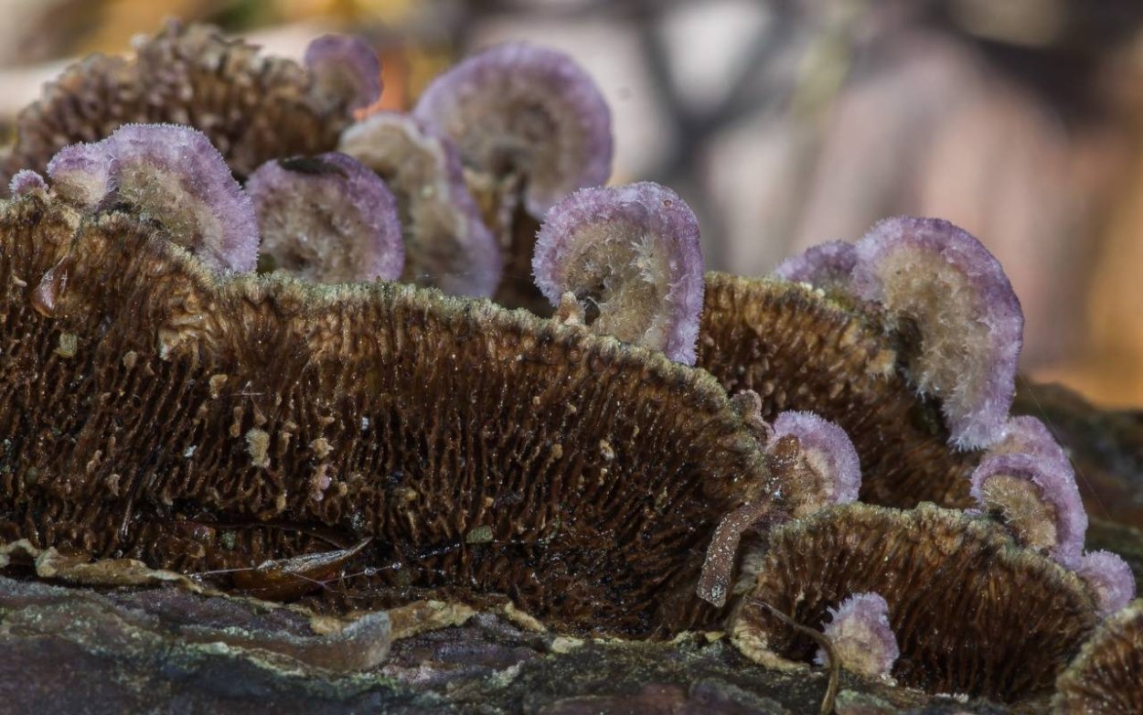 Трутовик Трихаптум буро-фиолетовый