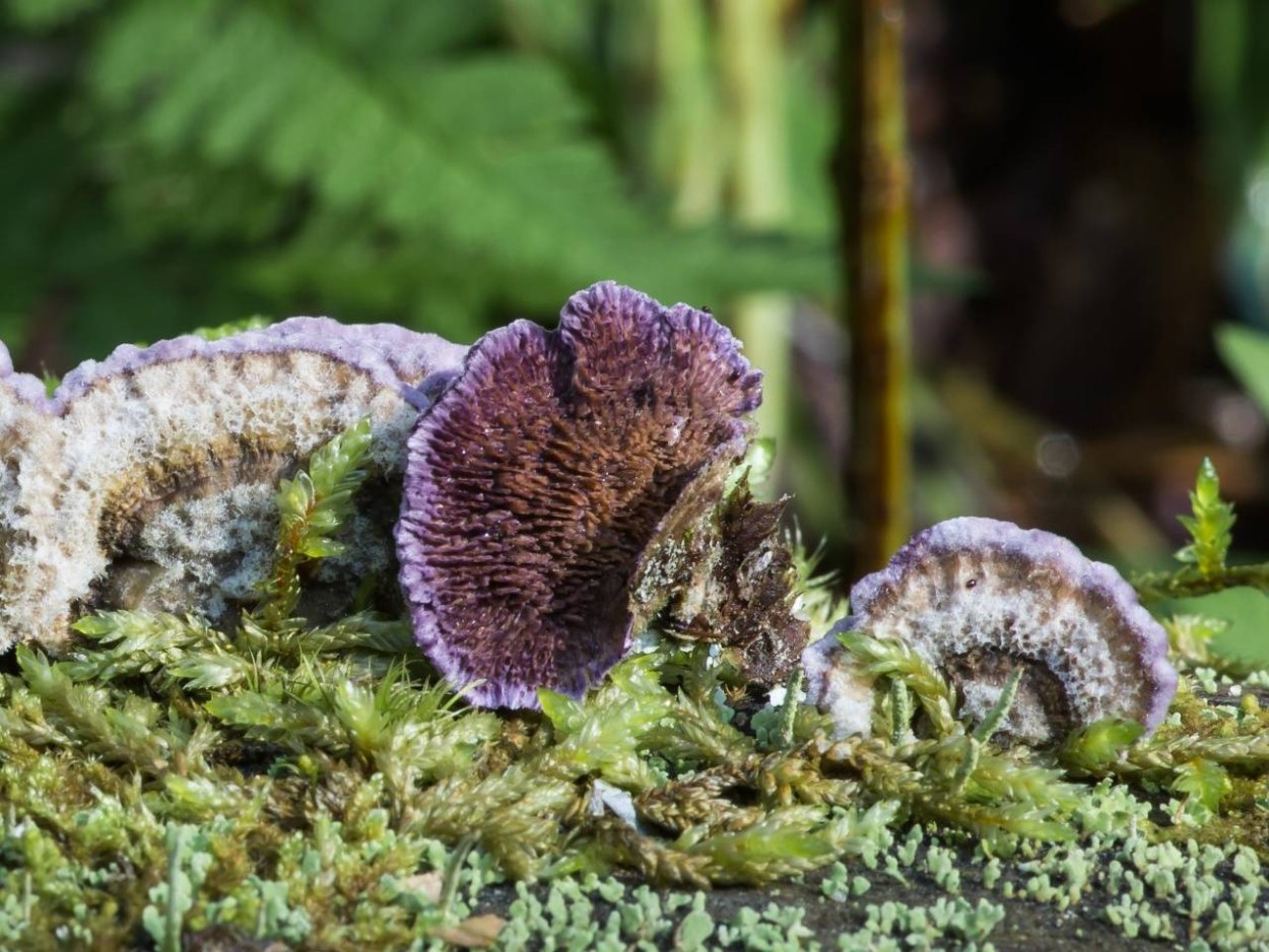 Олег Селиверстов фотограф грибов трутовиков