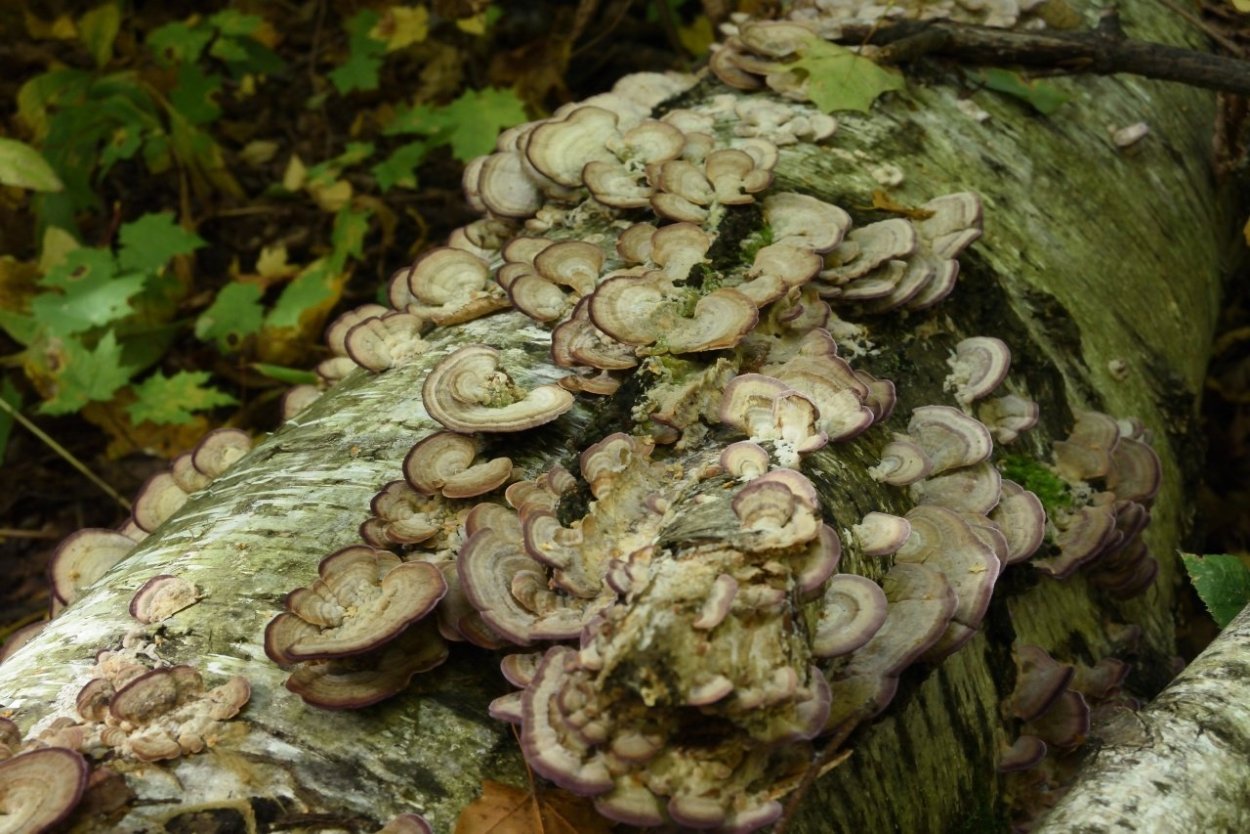 Трихаптум двоякий Трихаптум пергаментный Trichaptum biforme