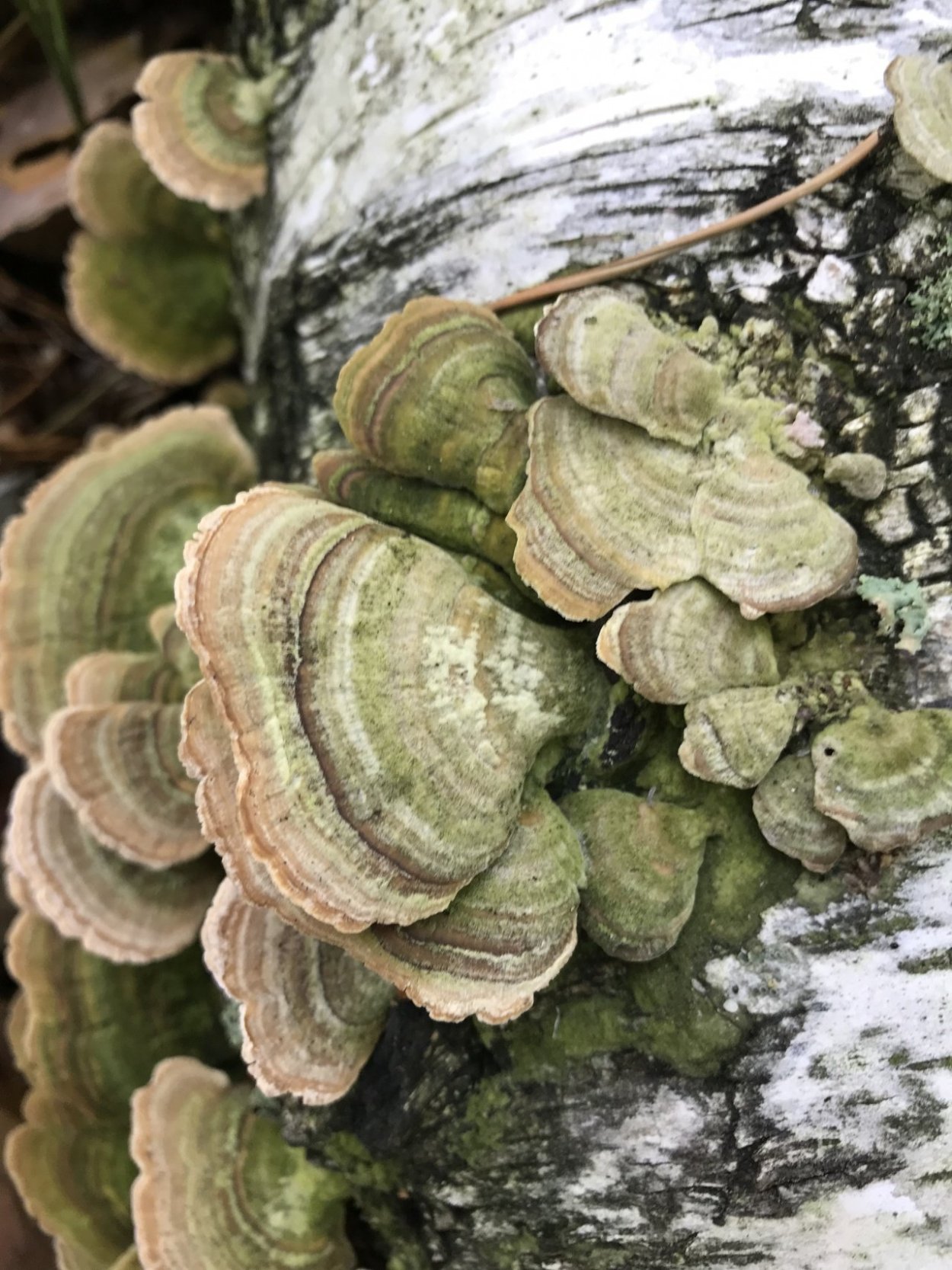 Плодовое тело шпального гриба