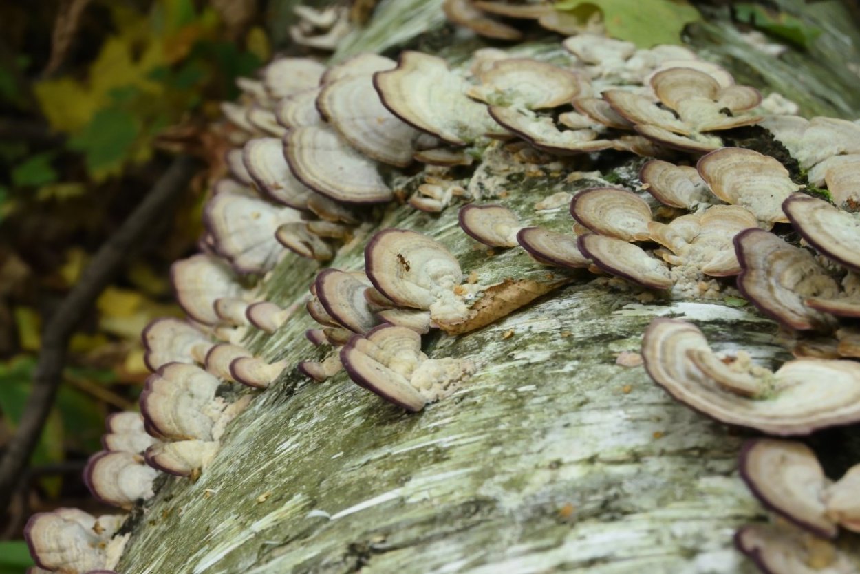 Датрония мягкая (Datronia (Antrodia) mollis (Somm. Ex. Fr.) Karst.)