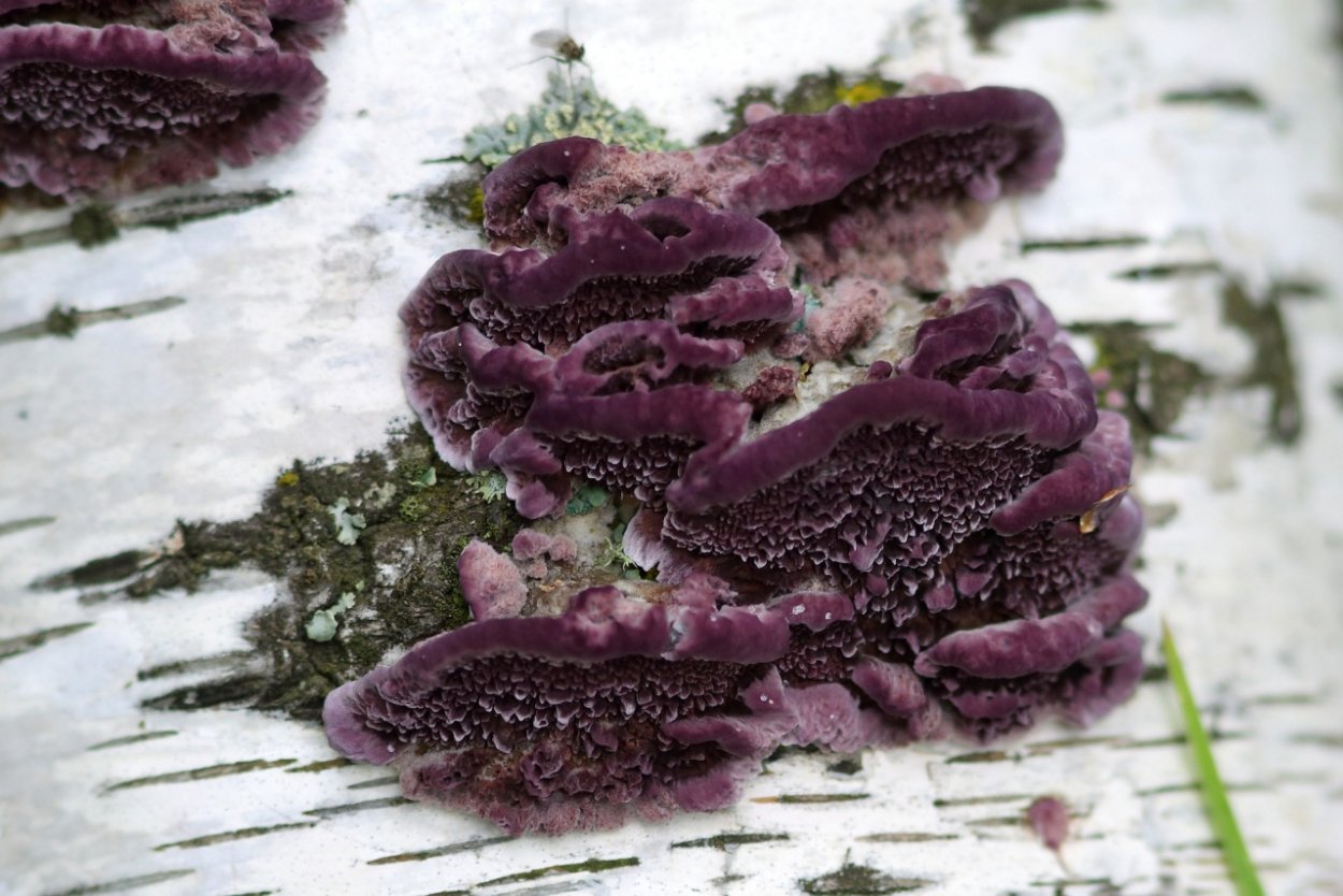 Грибы Трихаптум