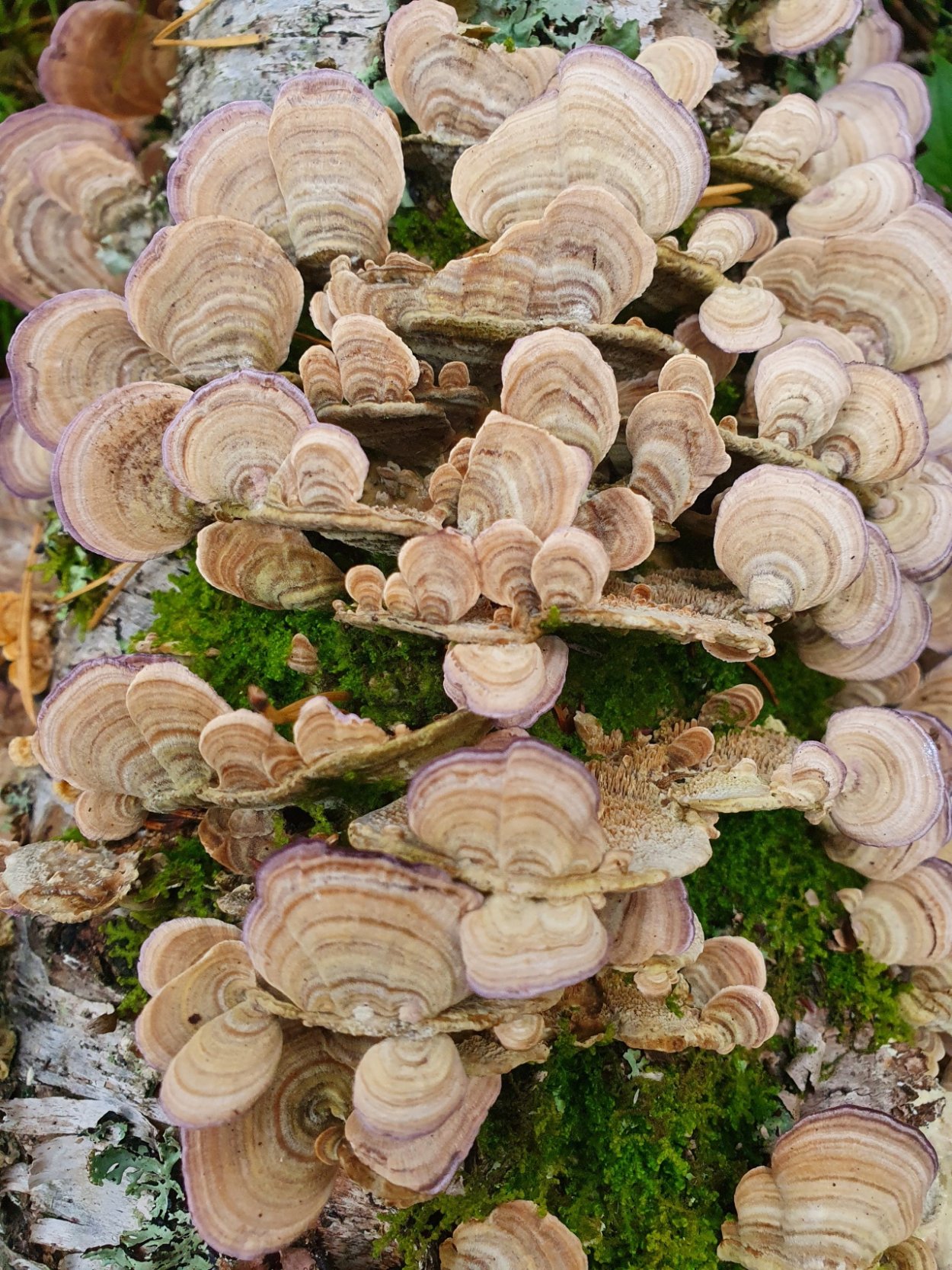 Terra mundo Полипорус