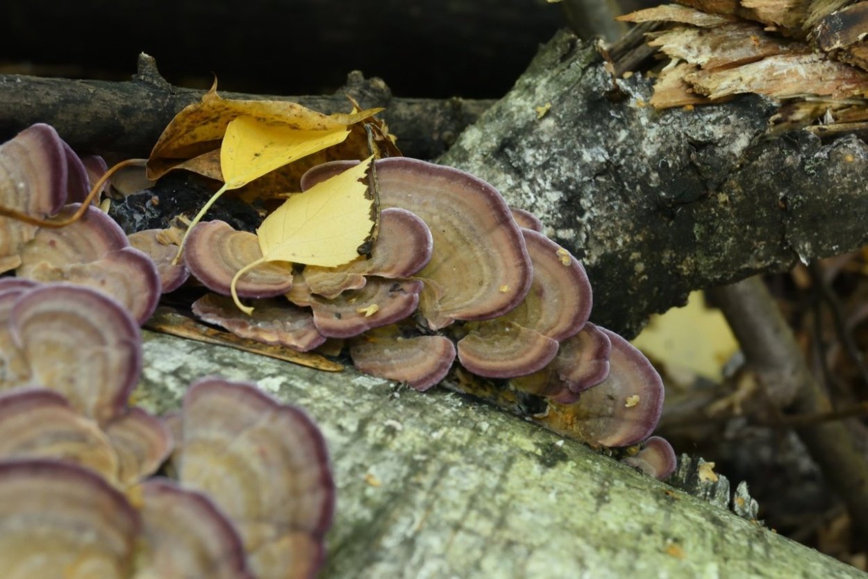 Trichaptum biforme