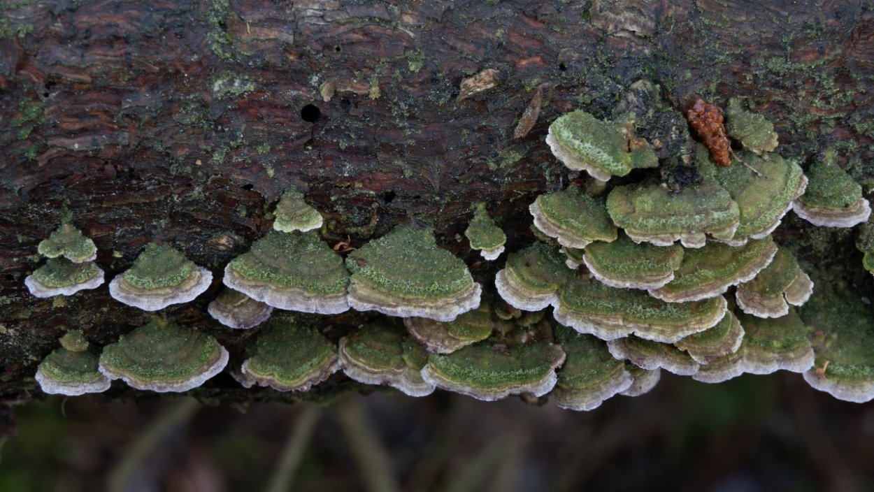 Trichaptum fuscoviolaceum