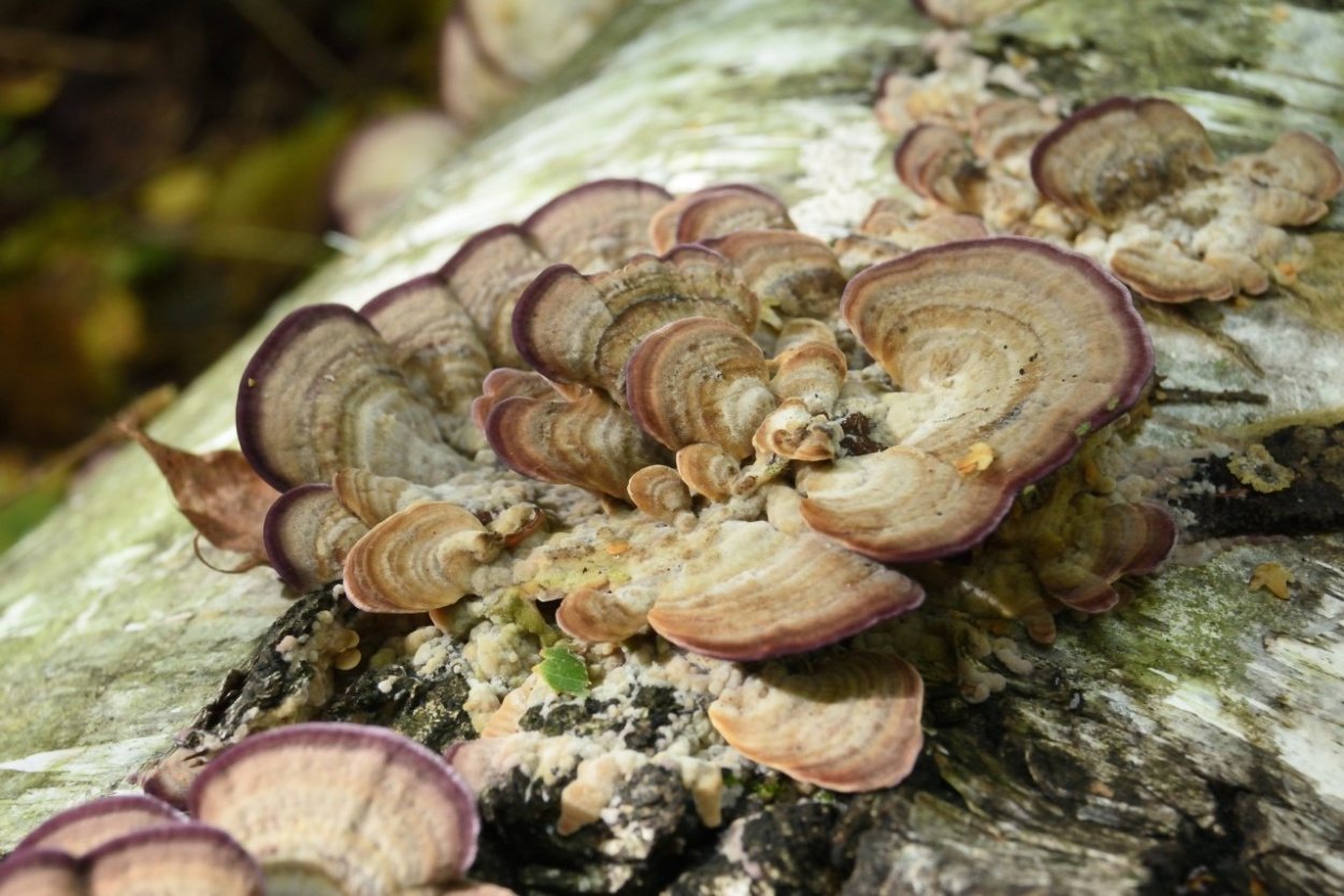 Трихаптум буро-фиолетовый