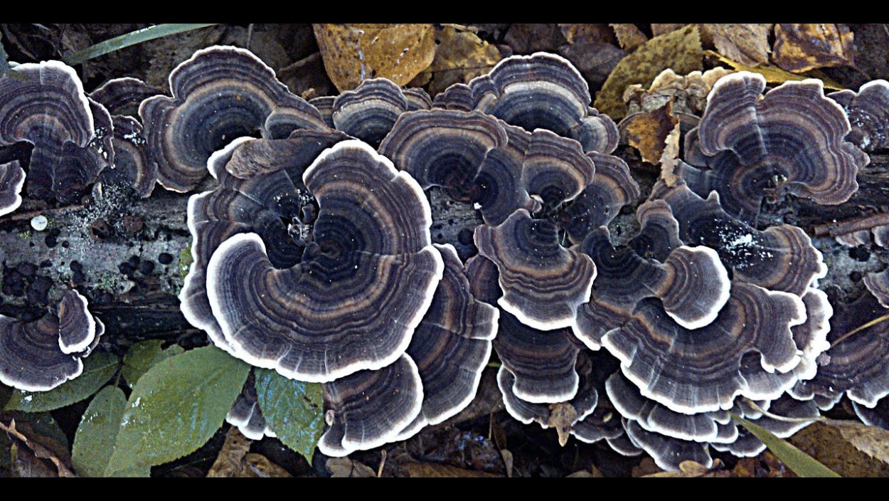 Trametes gibbosa