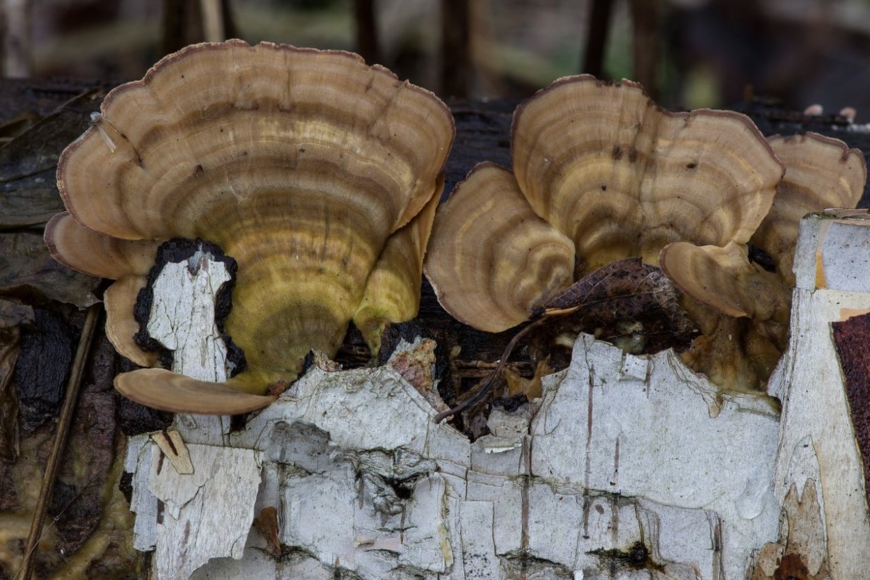Трихаптум двоякий гриб