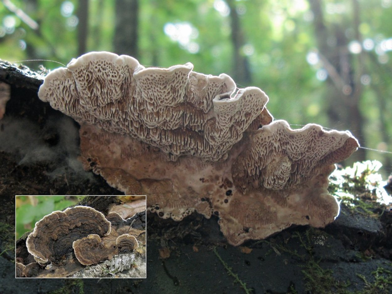 Трутовик Трихаптум буро-фиолетовый