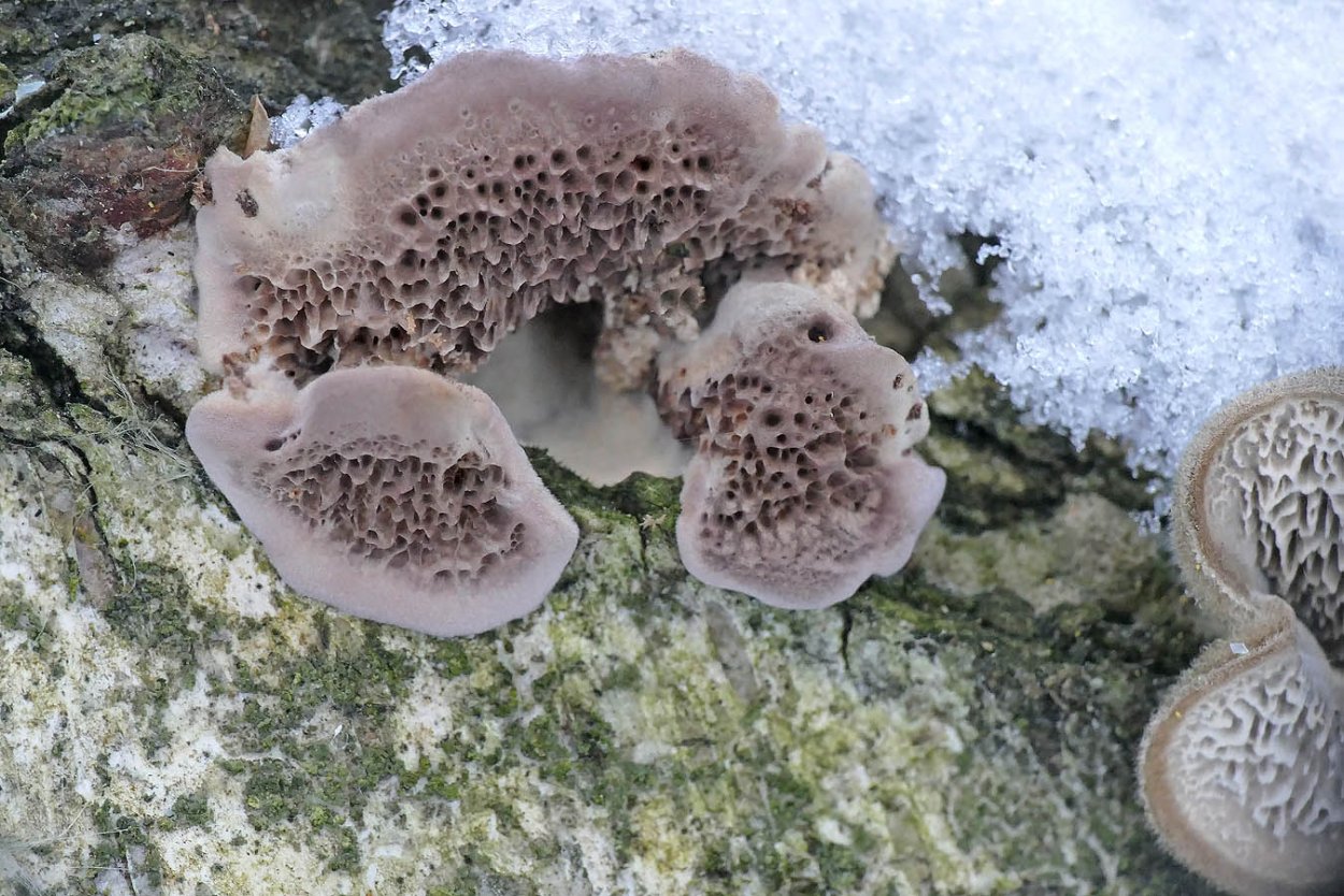 Трихаптум двоякий