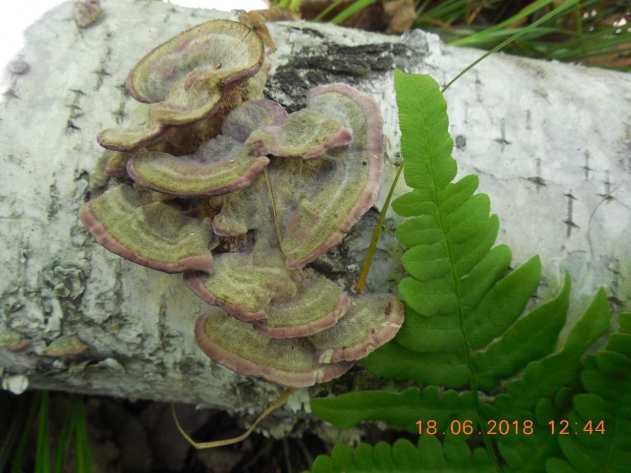 Трутовик Трихаптум буро-фиолетовый