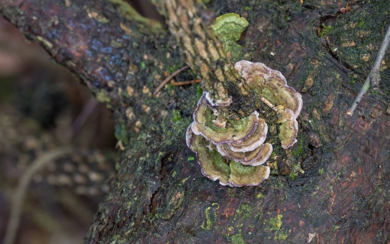 Трутовик Трихаптум