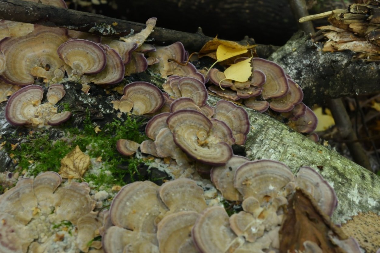 Trichaptum fuscoviolaceum