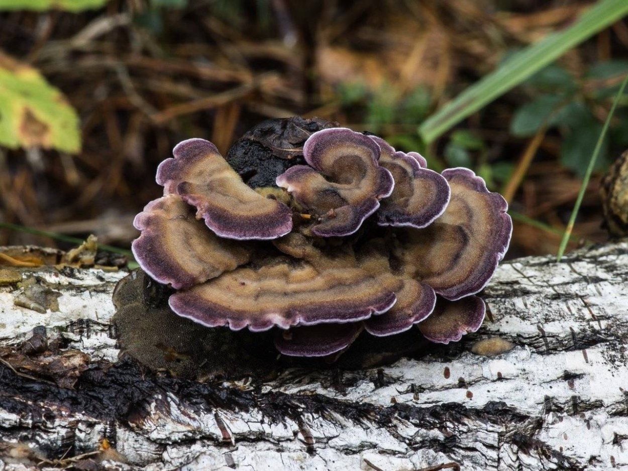 Трутовик Трихаптум