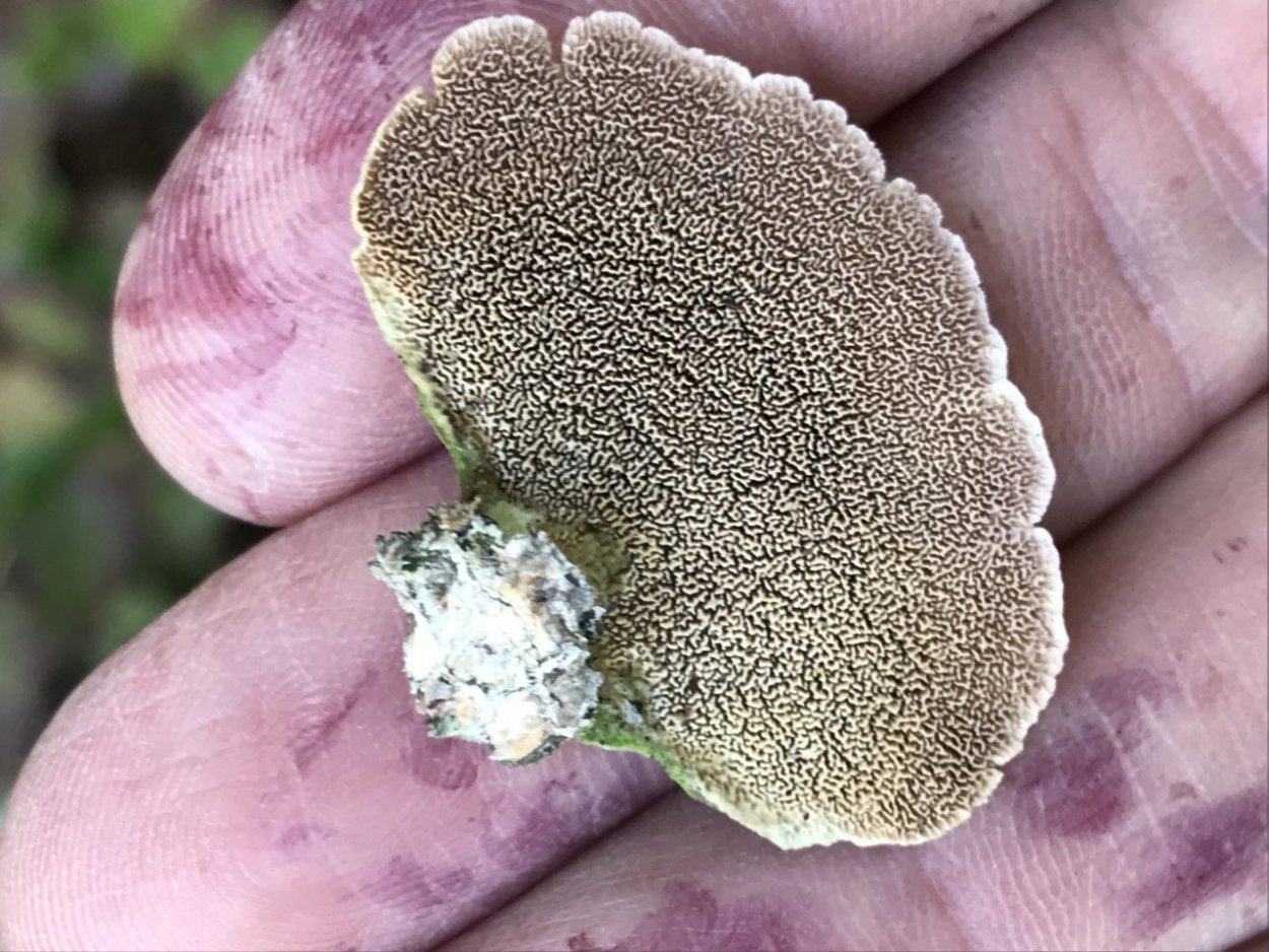 Трутовик Трихаптум