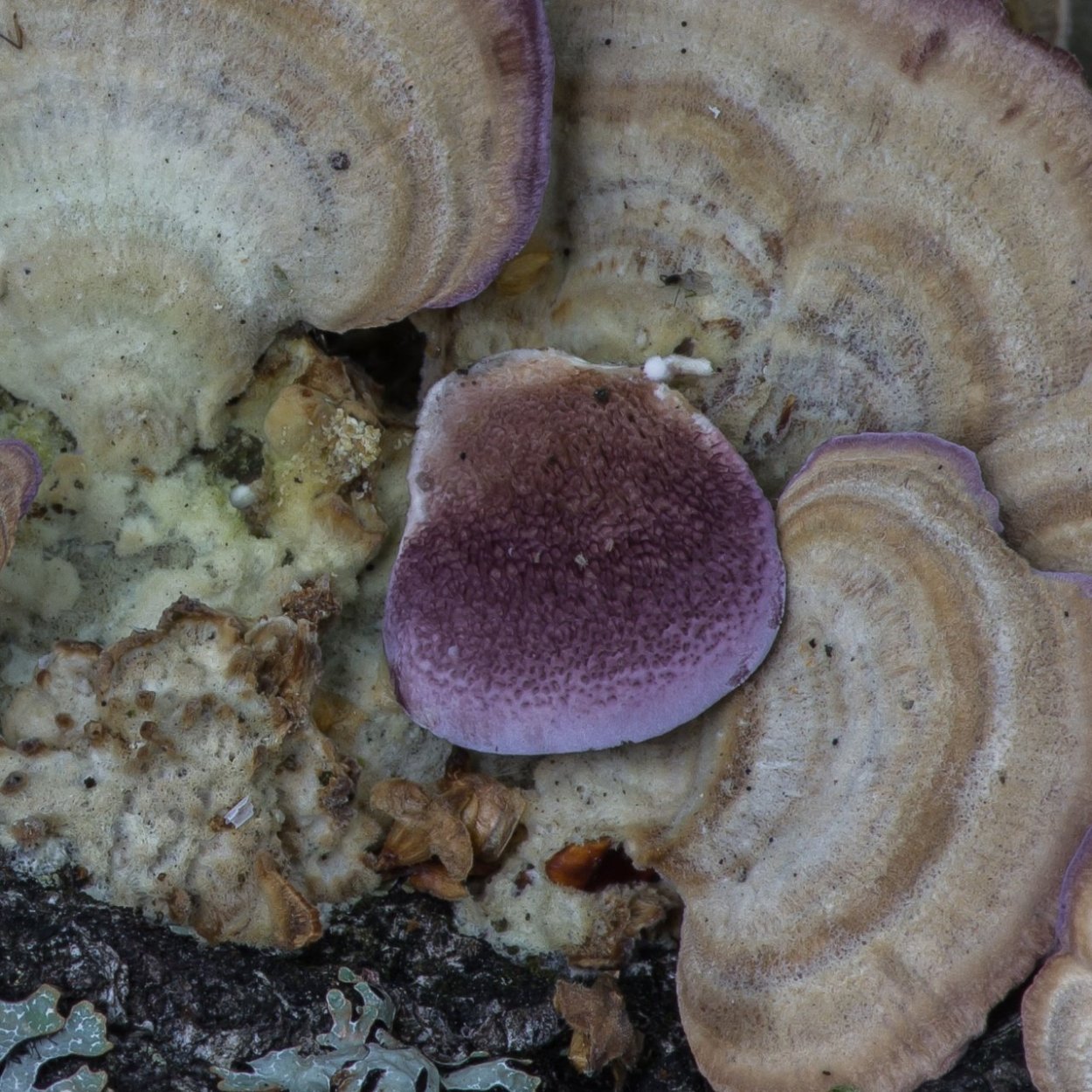 Трихаптум двоякий гриб