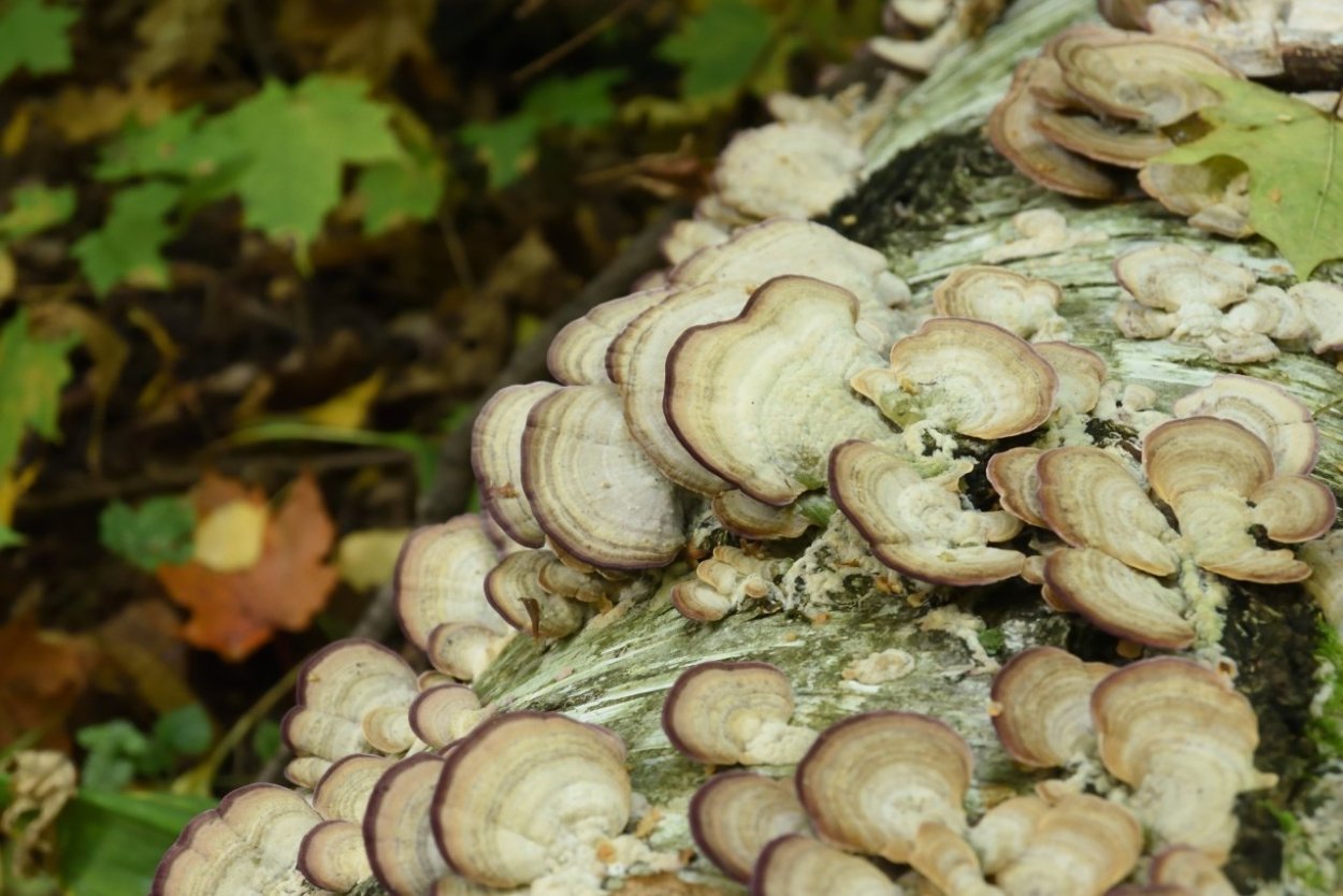 Трихаптум двоякий гриб