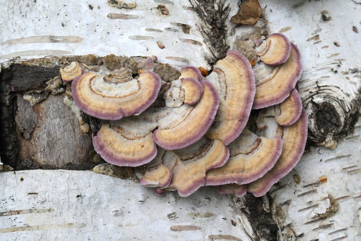 Грибы Трихаптум