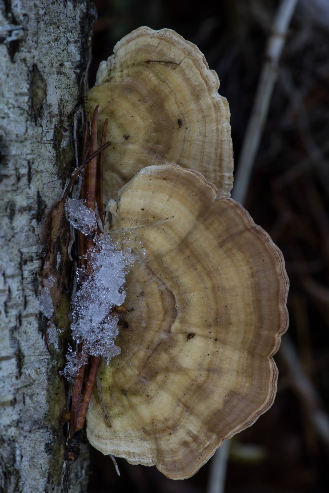 Трихаптум двоякий гриб
