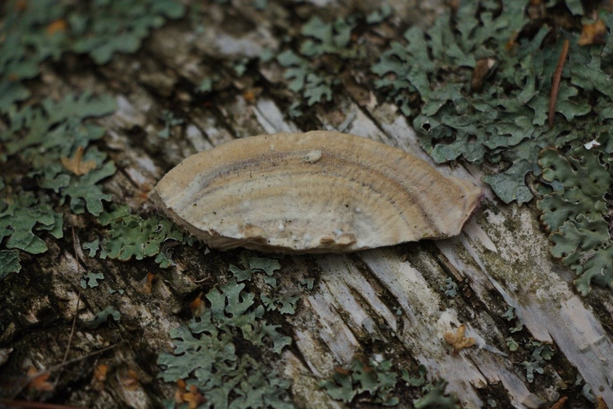 Трутовик Трихаптум