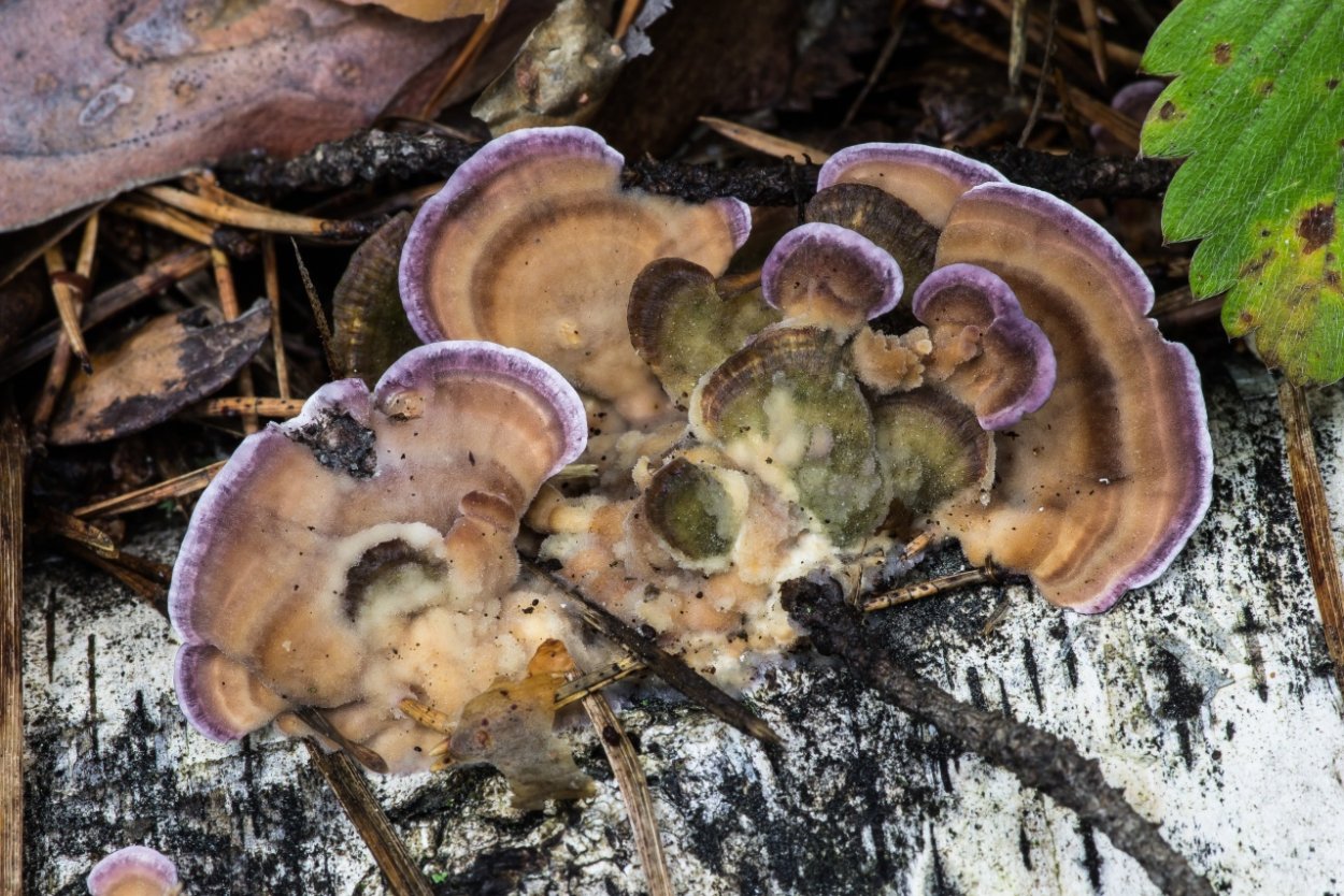 Trichaptum abietinum