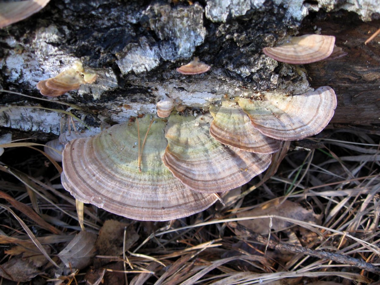 Трутовик Трихаптум