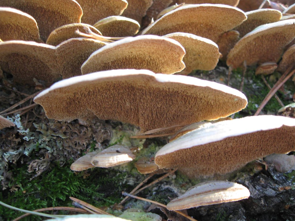 Трихаптум двоякий гриб