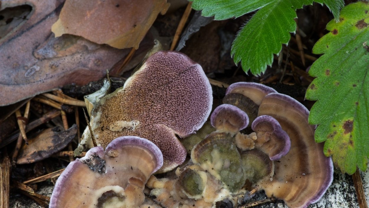 Гриб ежовик Медвежье ухо