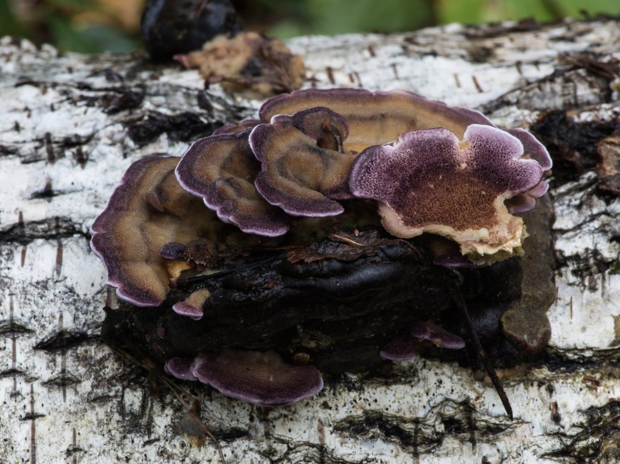 Трихаптум двоякий гриб