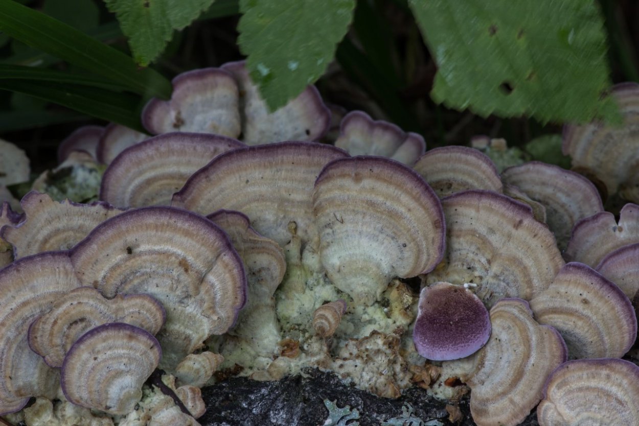 Антиоксидант грибы