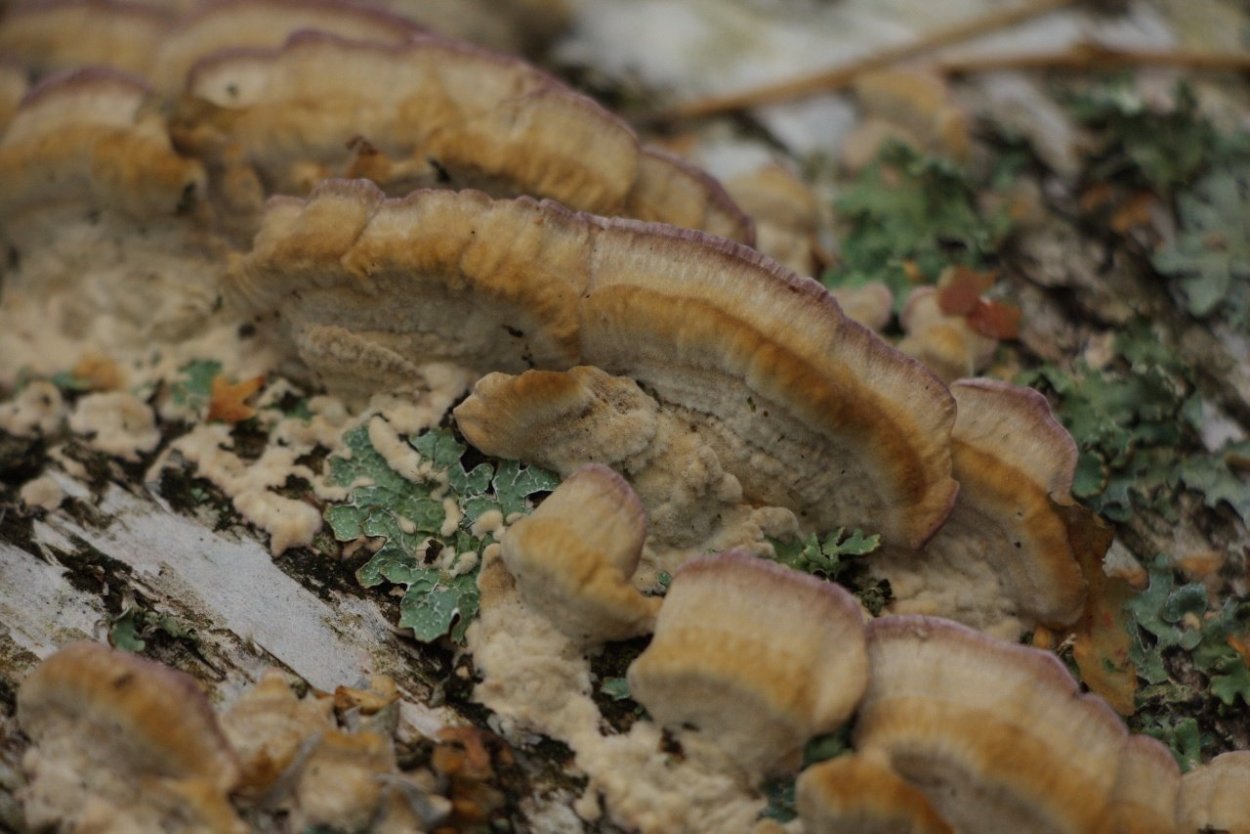 Трухлявый гриб