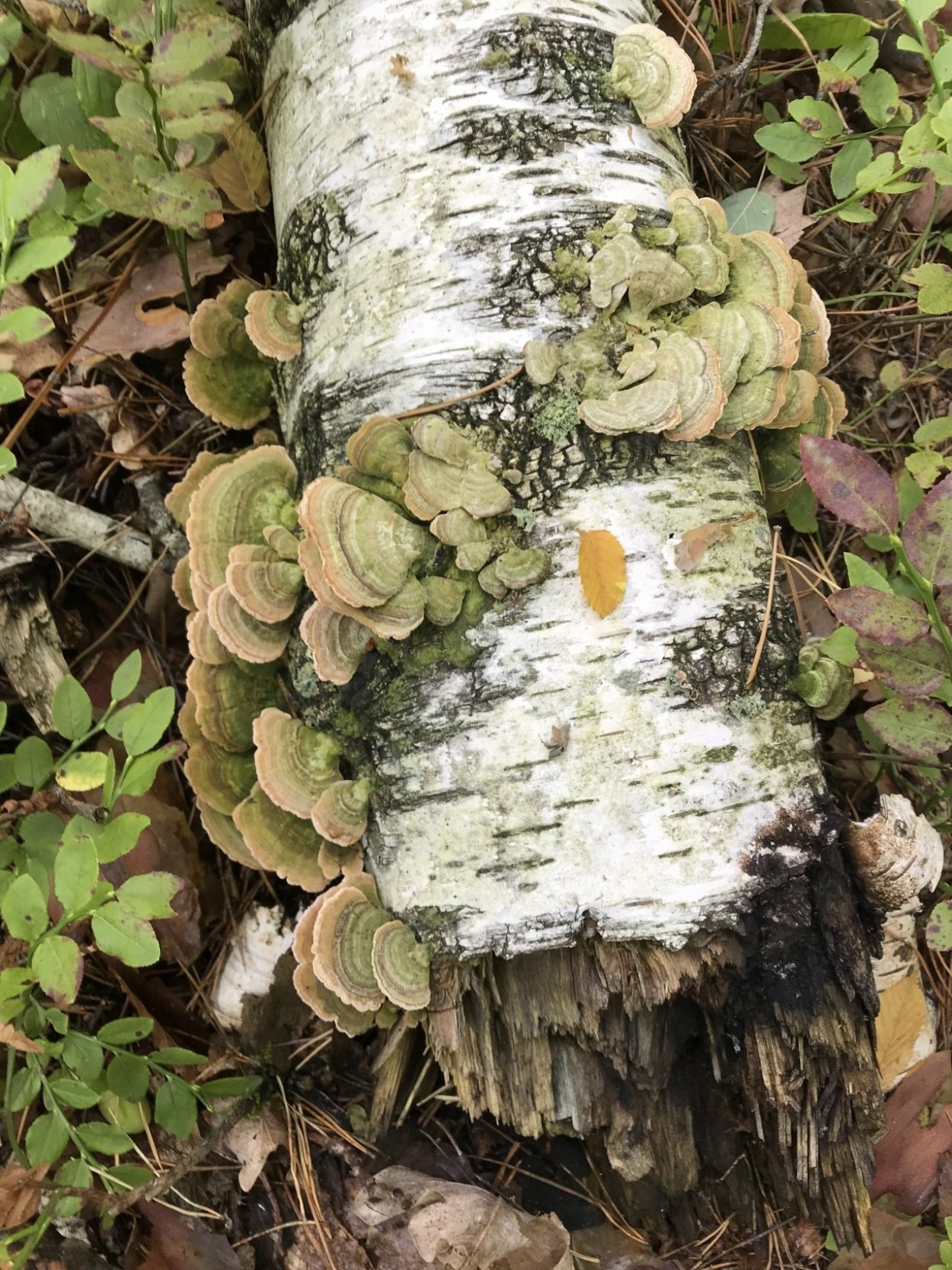 Трихаптум Пихтовый