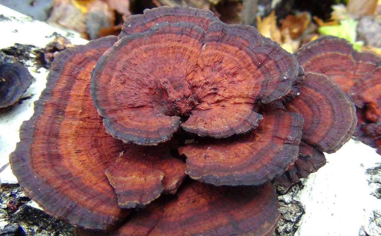 Trichaptum biforme (Трихаптум двоякий).