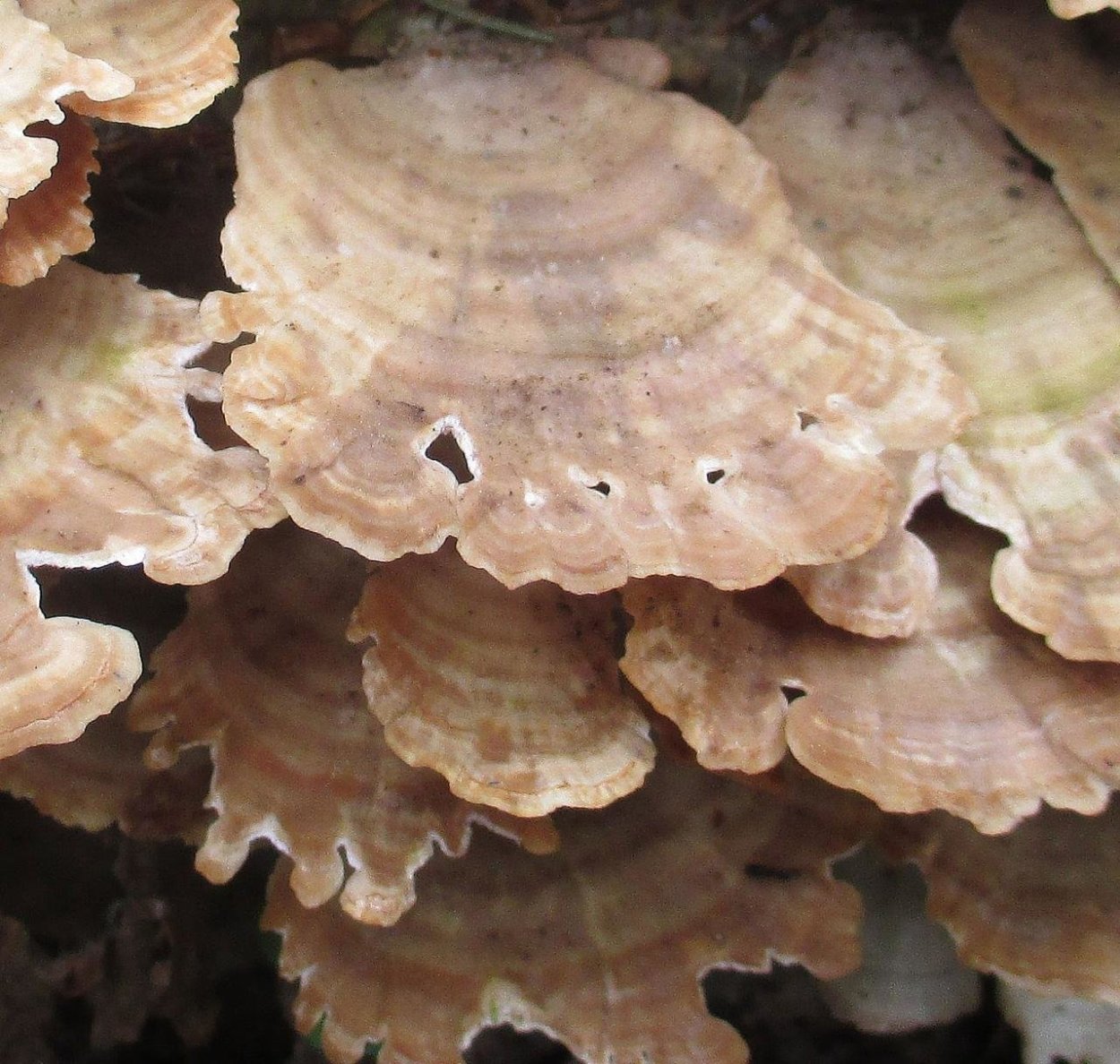 Трихаптум двоякий