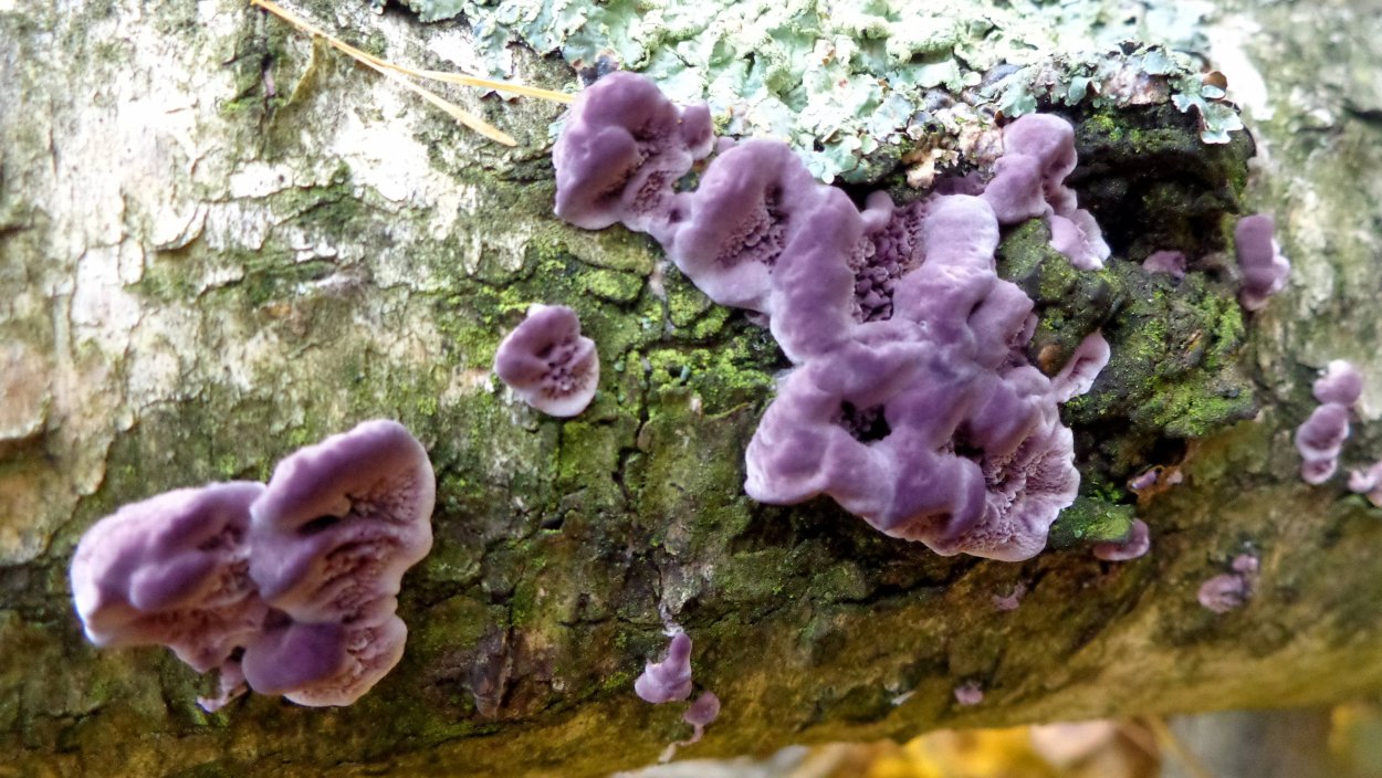 Trichaptum biforme