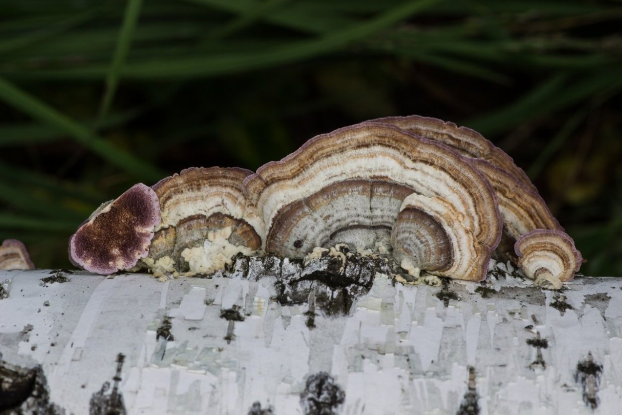 Трихаптум двоякий гриб