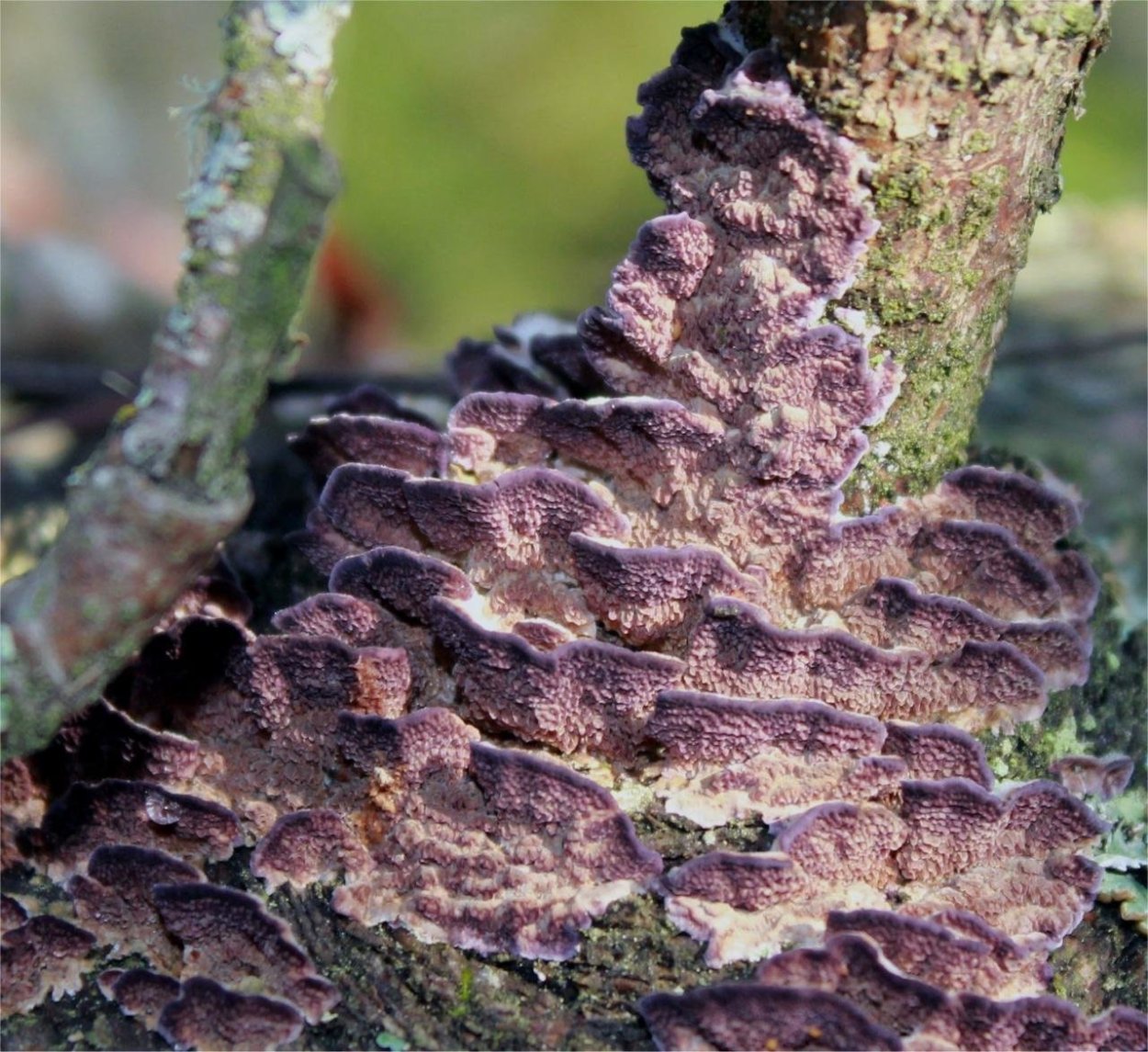 Трихаптум съедобные грибы