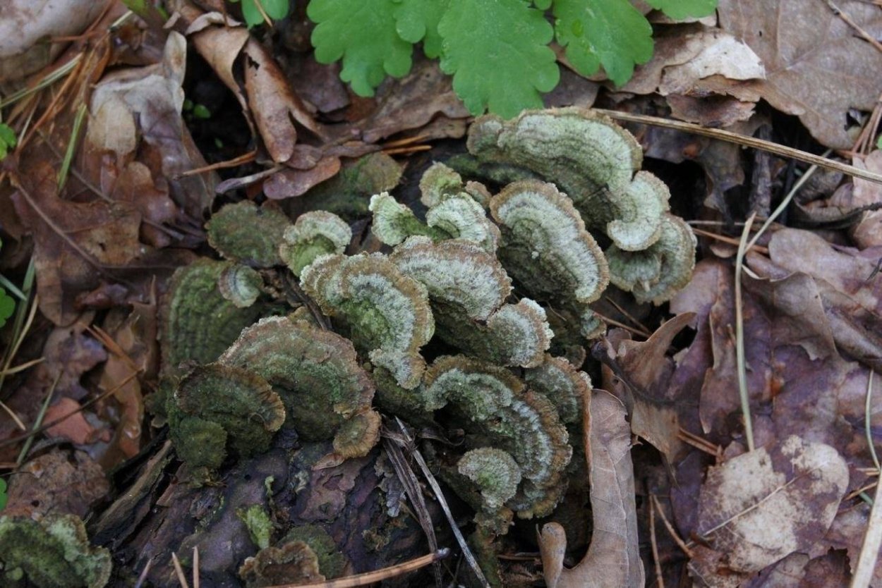 Древесный гриб фиолетового цвета