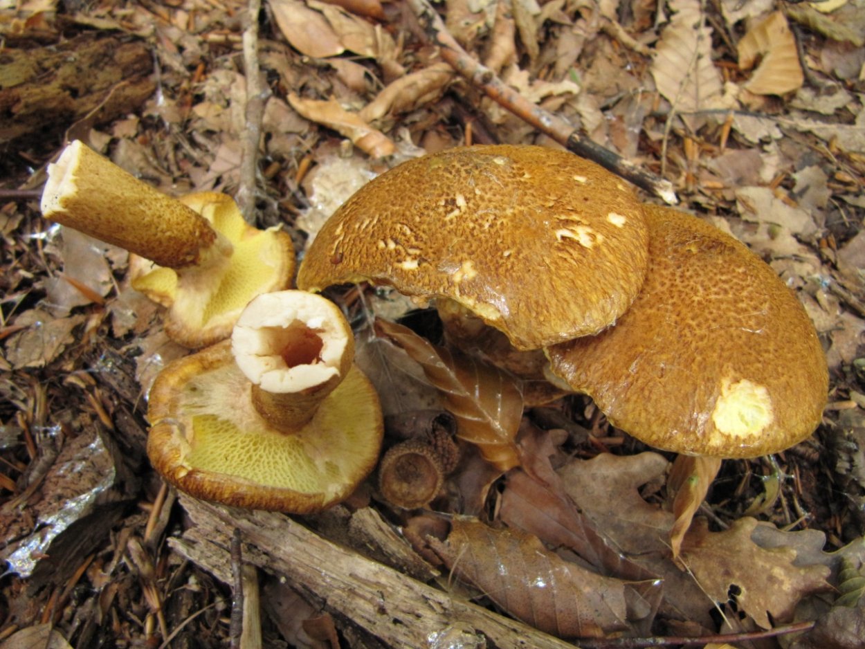 Боровик девичий (Boletus appendiculatus)