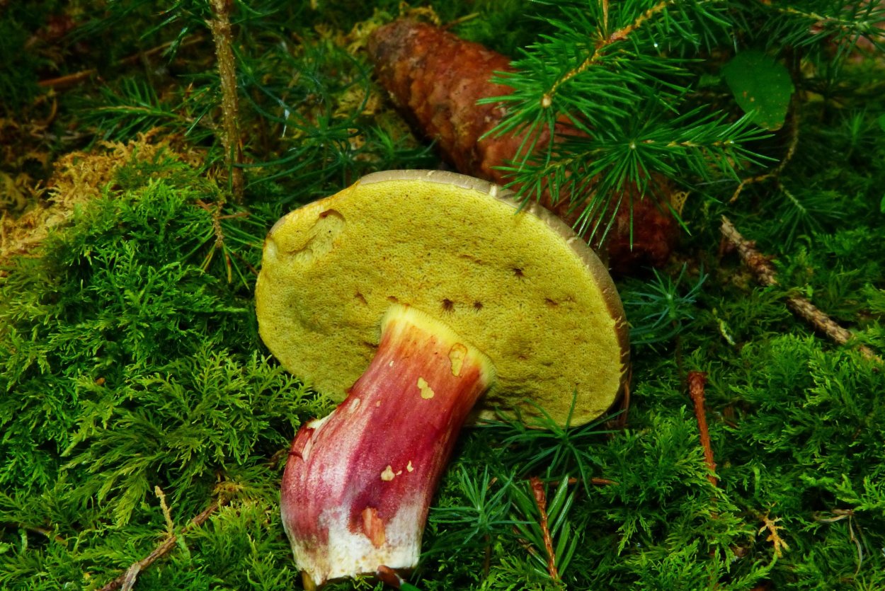 Моховик зеленый Xerocomus subtomentosus