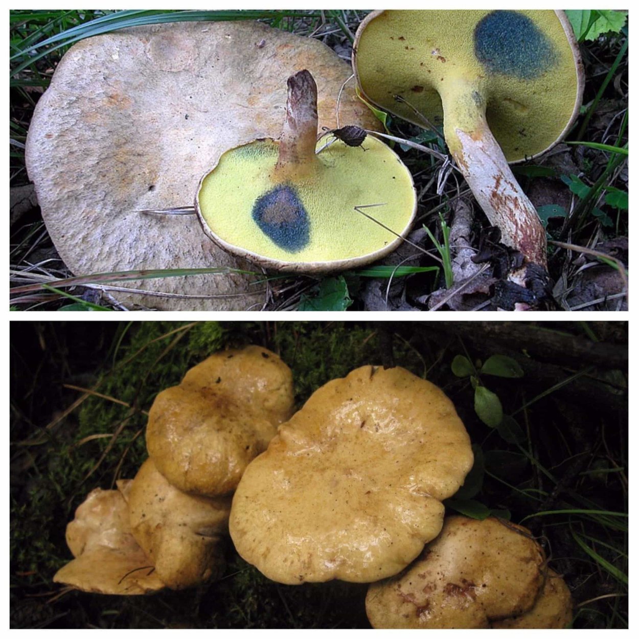 Пластинчатые съедобные грибы