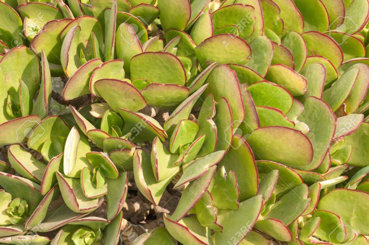 Толокнянка обыкновенная Медвежье ушко