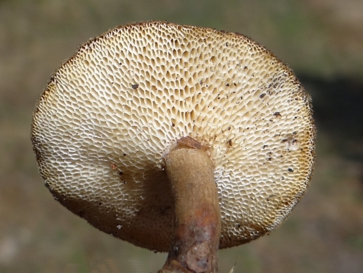 Трутовик клубненосный Polyporus tuberaster