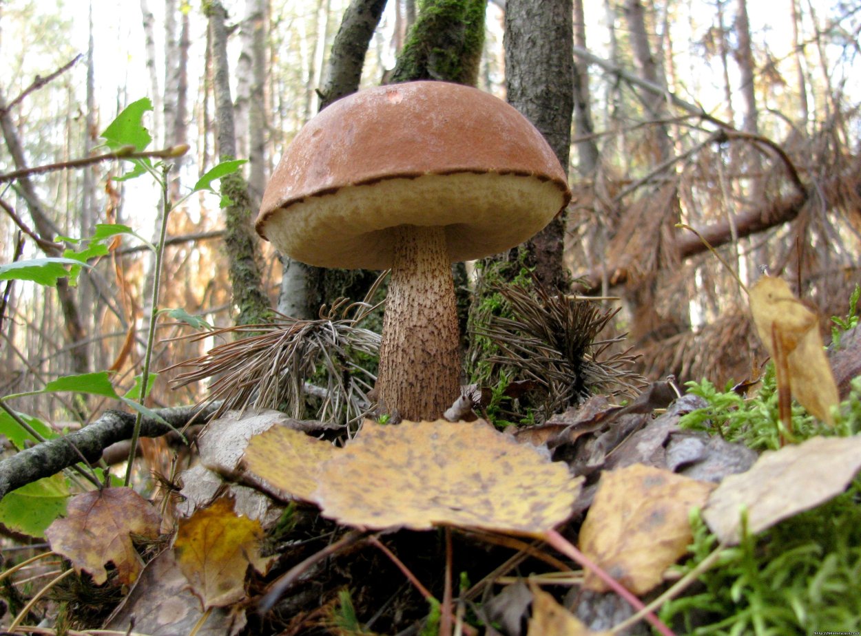 Моховик Болетовые