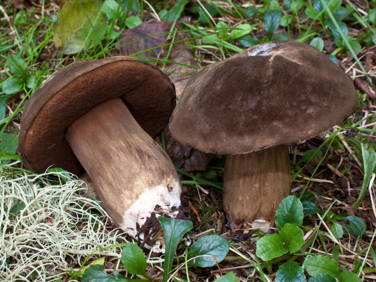 Suillus spraguei