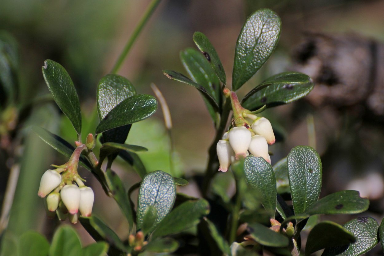 Стахис шерстистый чистец Византийский
