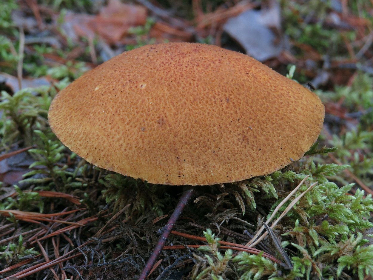 Пластинчатый гименофор