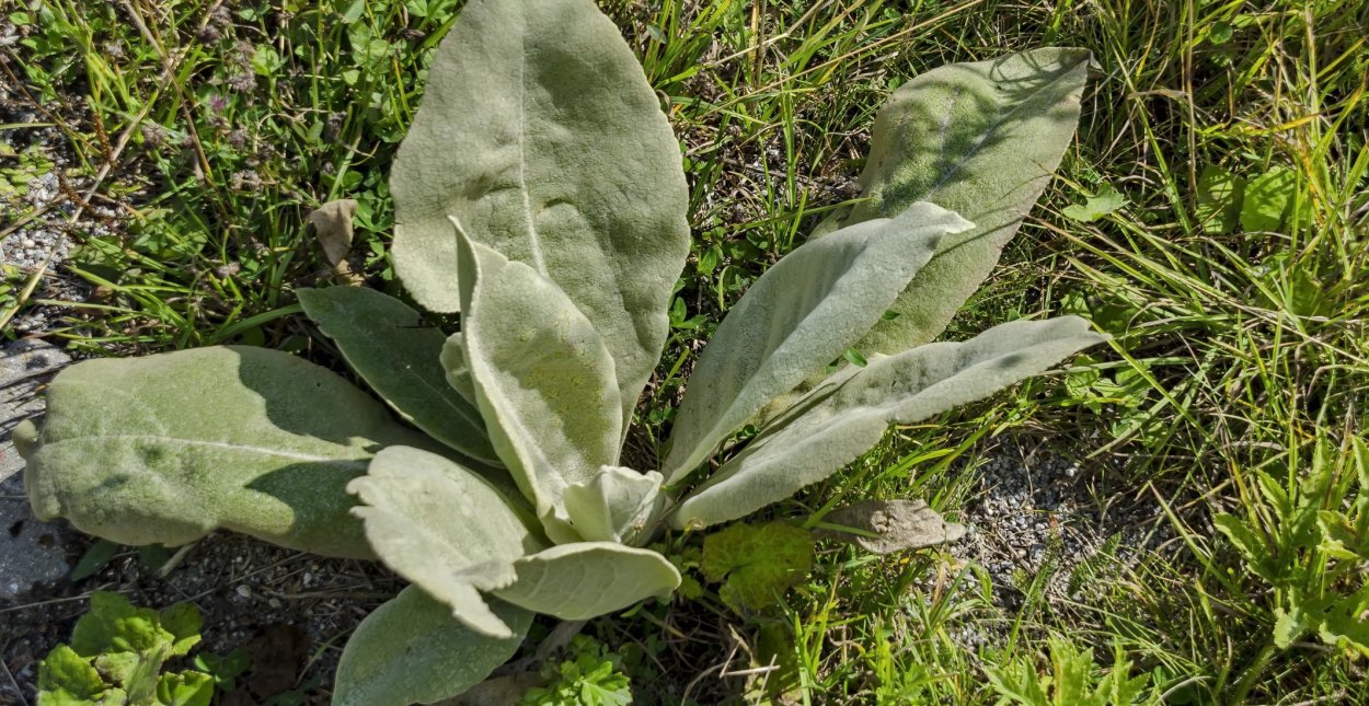 Уши кролика